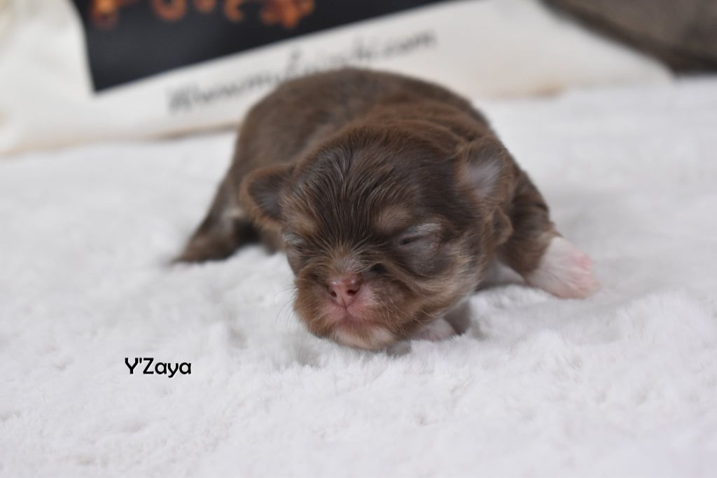 My Fair Chi - Chiots disponibles - Chihuahua