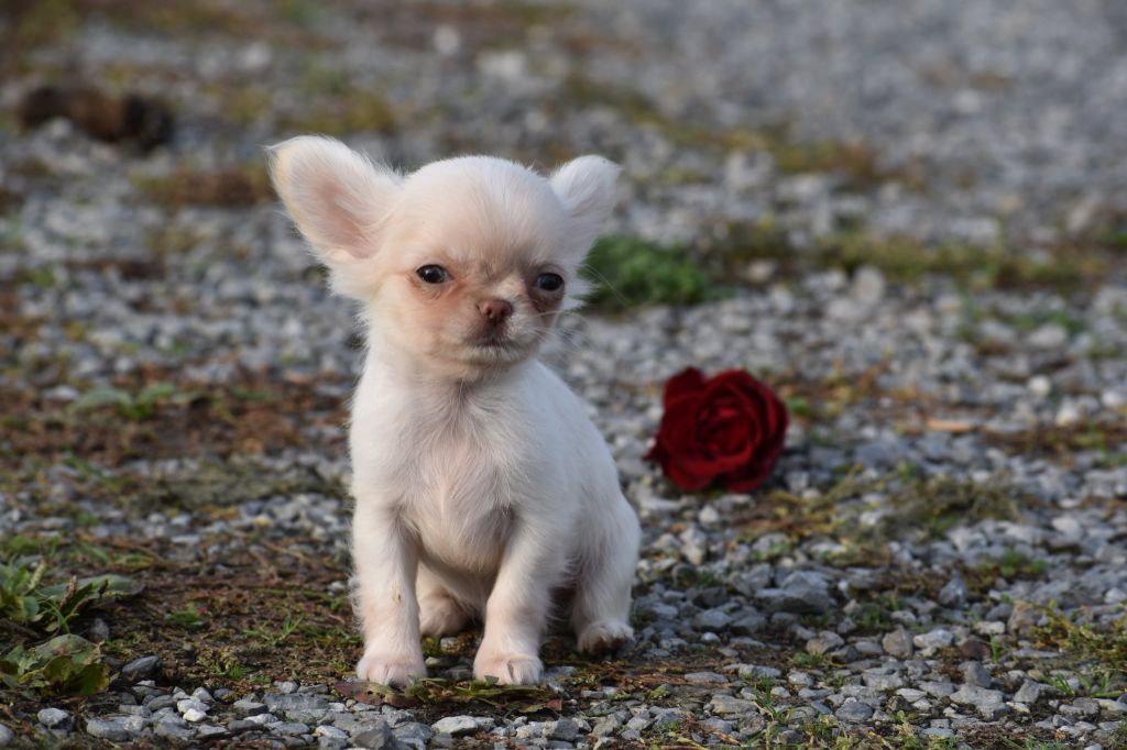 My Fair Chi - Chiots disponibles - Chihuahua