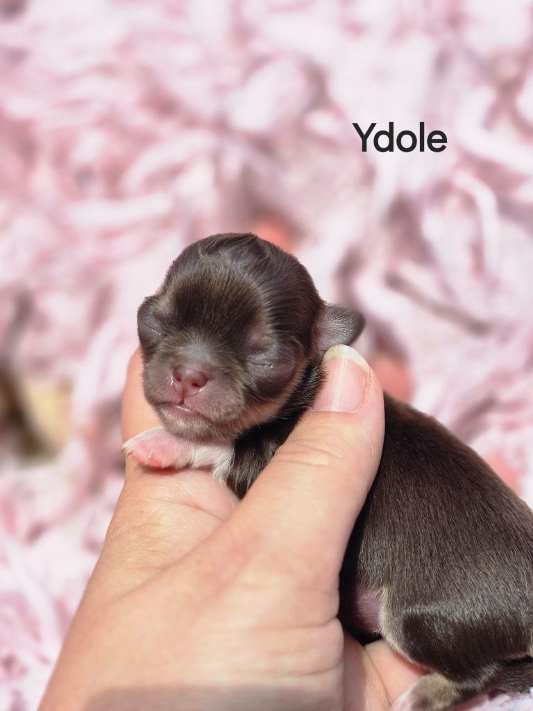 My Fair Chi - Chiots disponibles - Chihuahua
