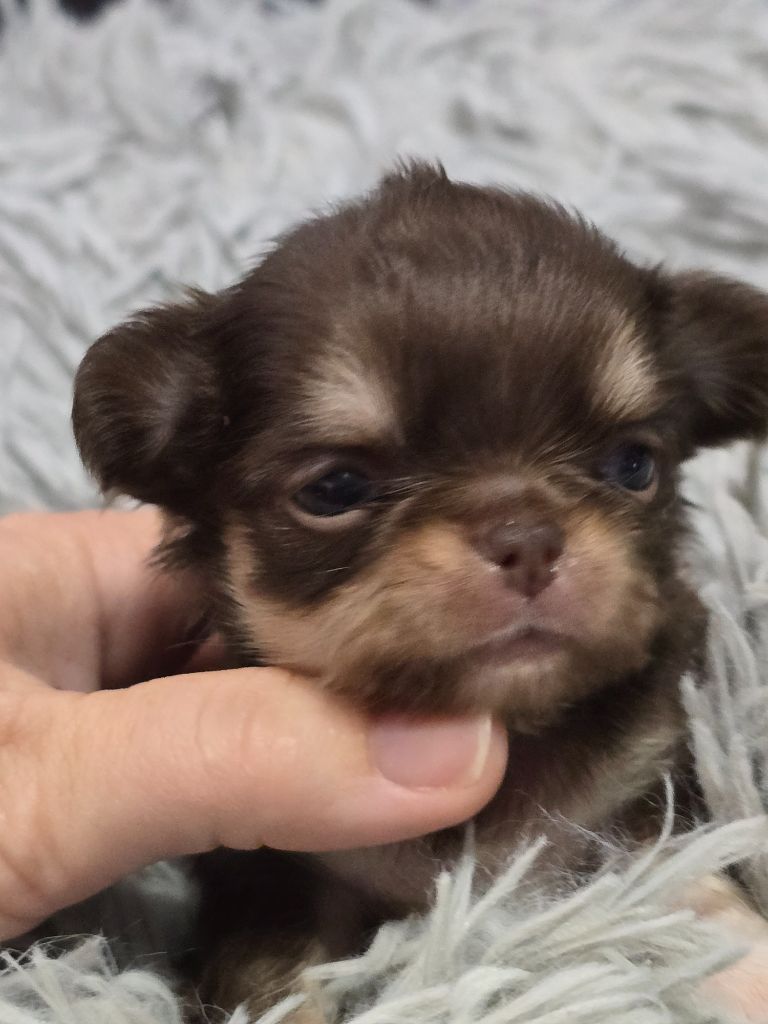 My Fair Chi - Chiots disponibles - Chihuahua