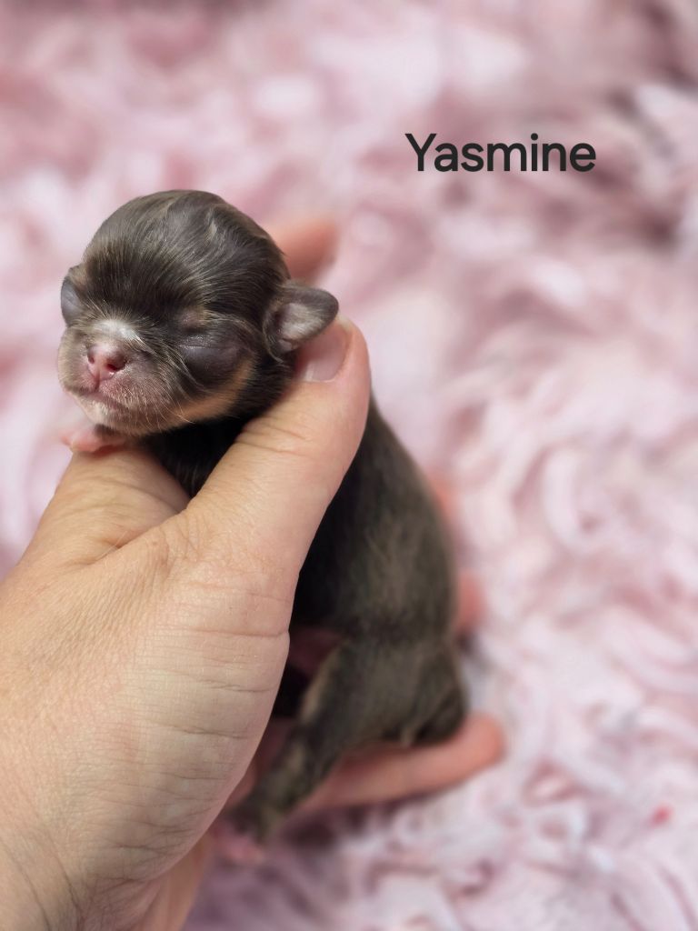 My Fair Chi - Chiots disponibles - Chihuahua