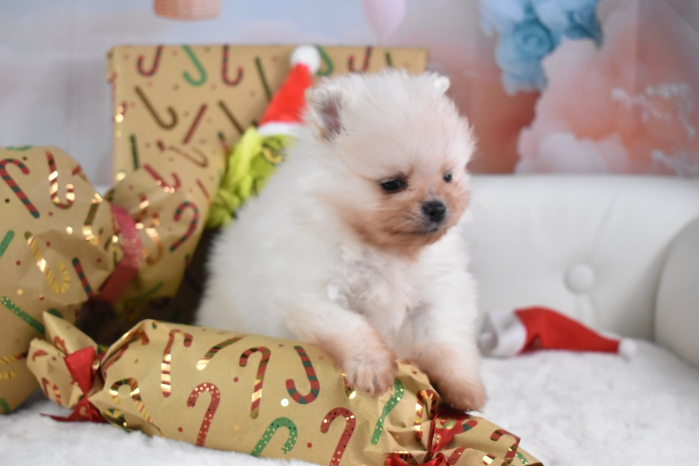 My Fair Chi - Chiots disponibles - Spitz allemand