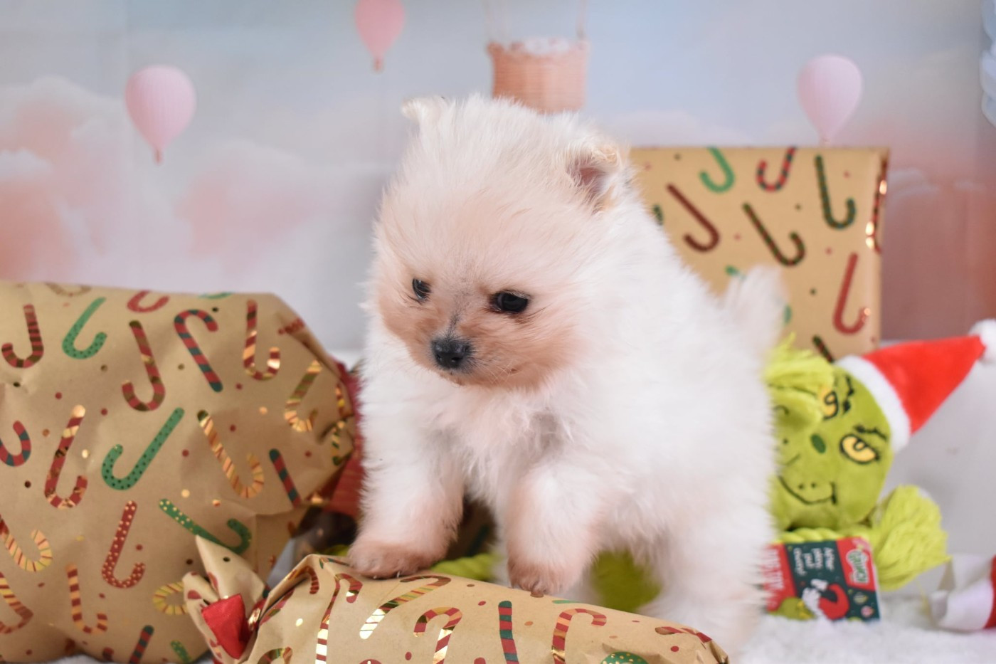 My Fair Chi - Spitz allemand - Portée née le 27/10/2025