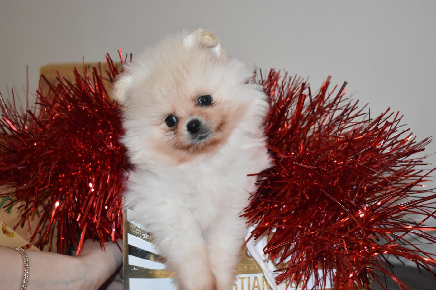 My Fair Chi - Chiots disponibles - Spitz allemand