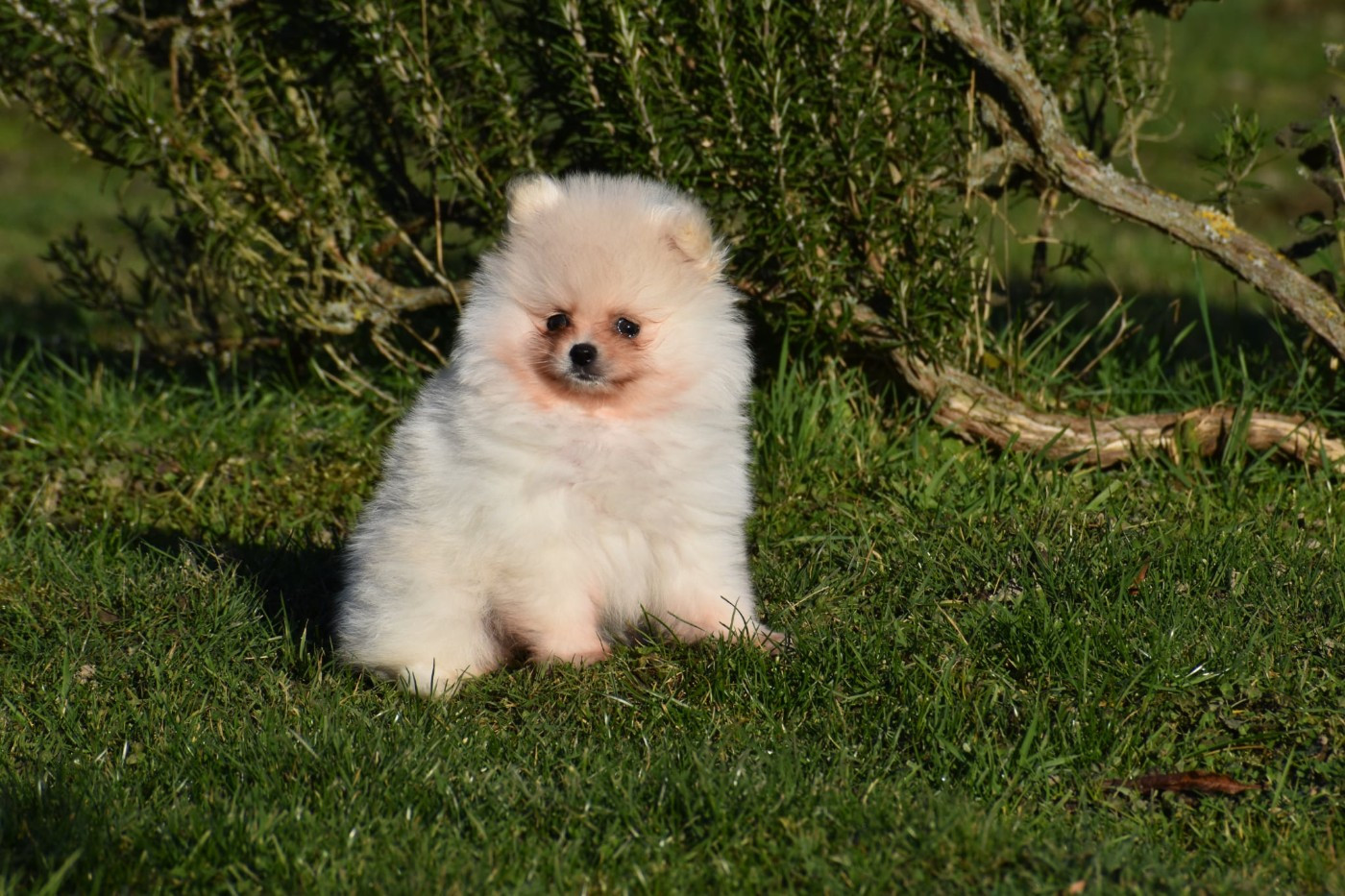 My Fair Chi - Spitz allemand - Portée née le 27/10/2025