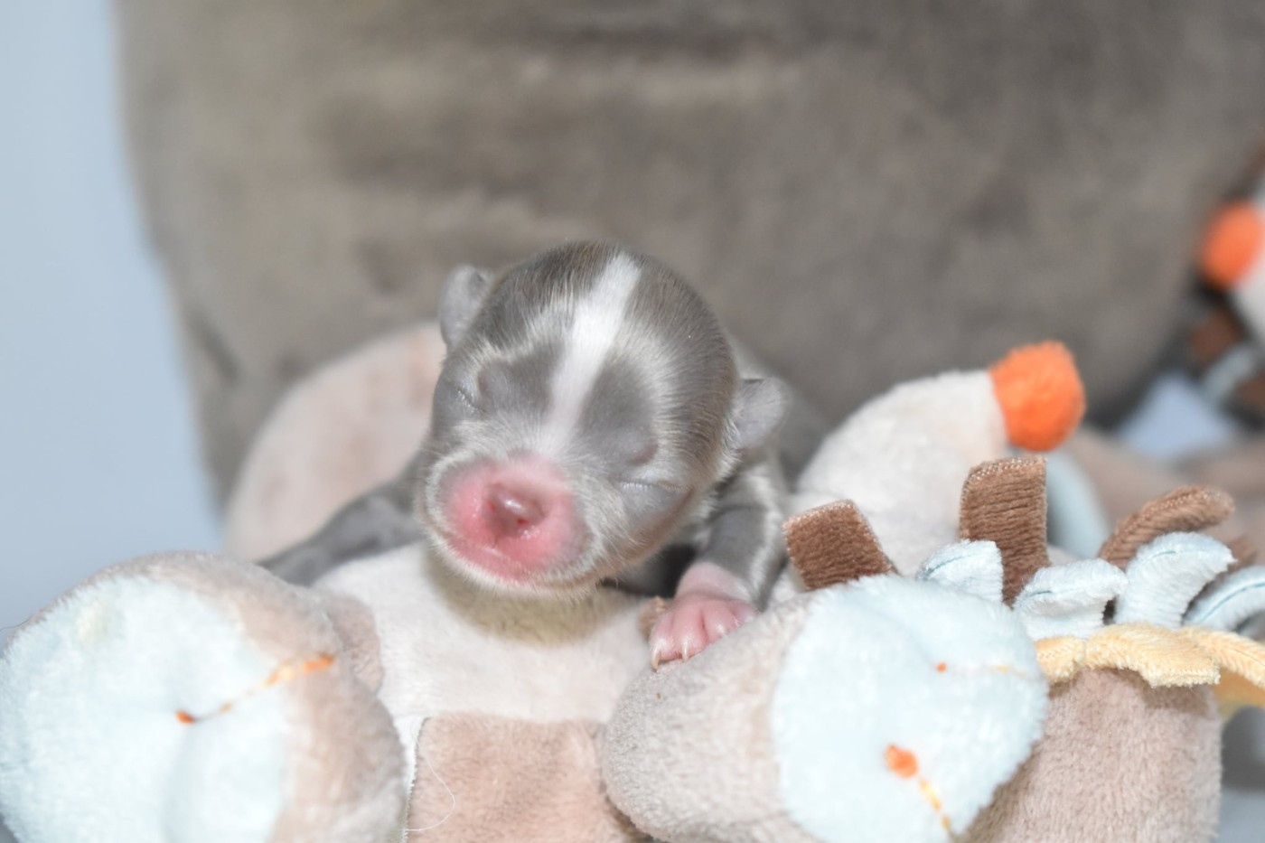 My Fair Chi - Chiots disponibles - Chihuahua