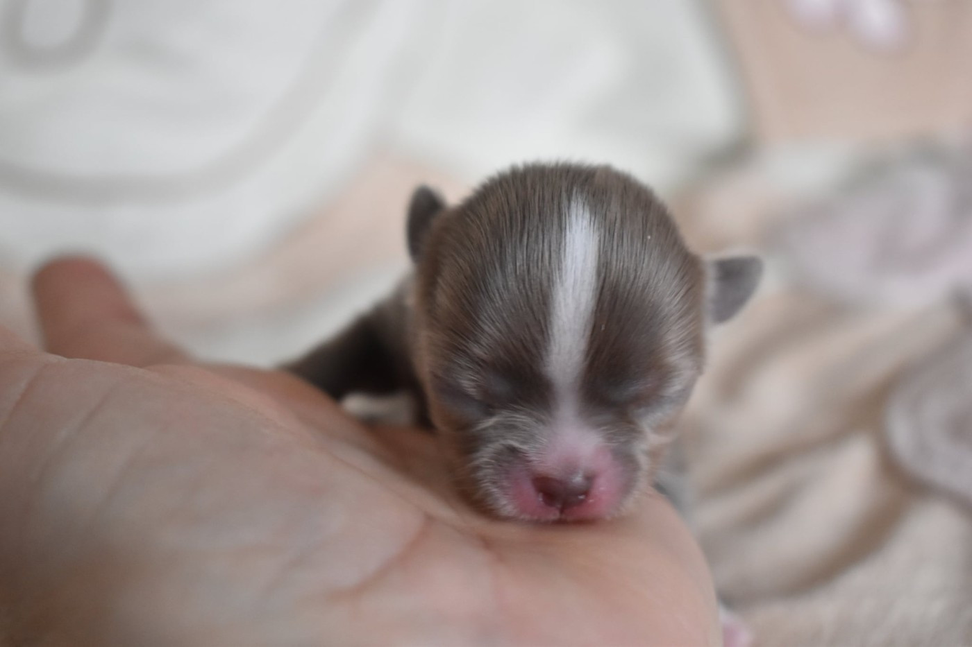 My Fair Chi - Chiots disponibles - Chihuahua