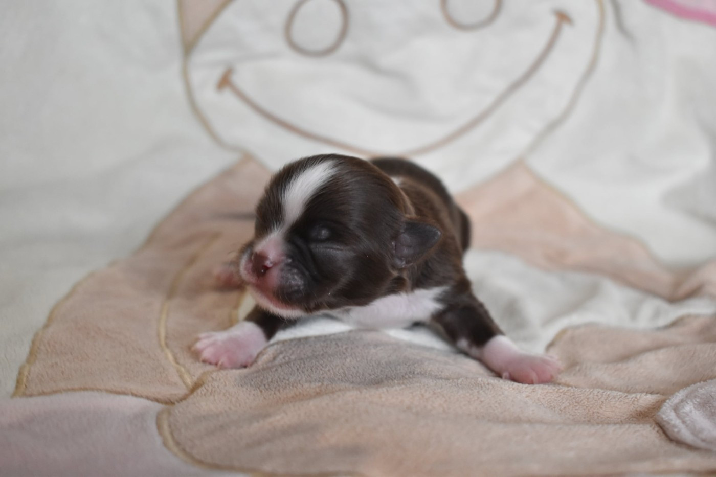 My Fair Chi - Chiots disponibles - Chihuahua