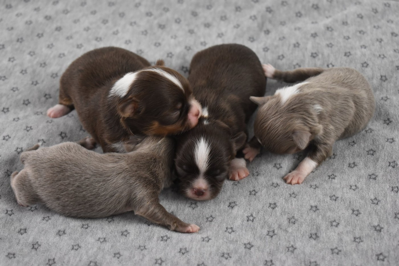 My Fair Chi - Chihuahua - Portée née le 12/01/2026