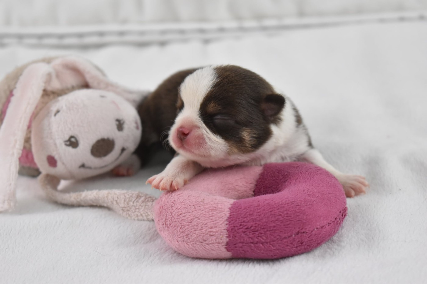 My Fair Chi - Chiots disponibles - Chihuahua