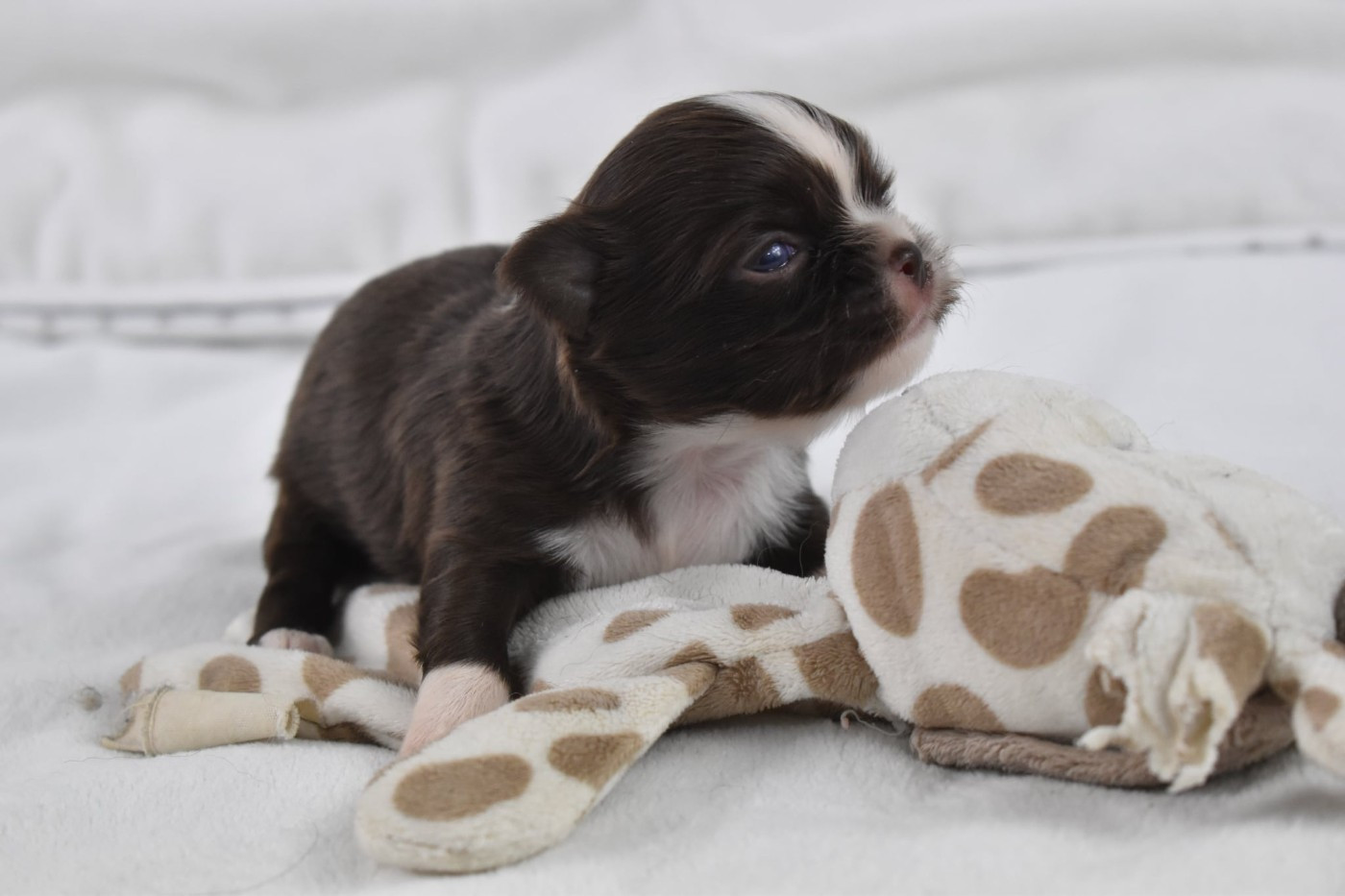 My Fair Chi - Chiots disponibles - Chihuahua