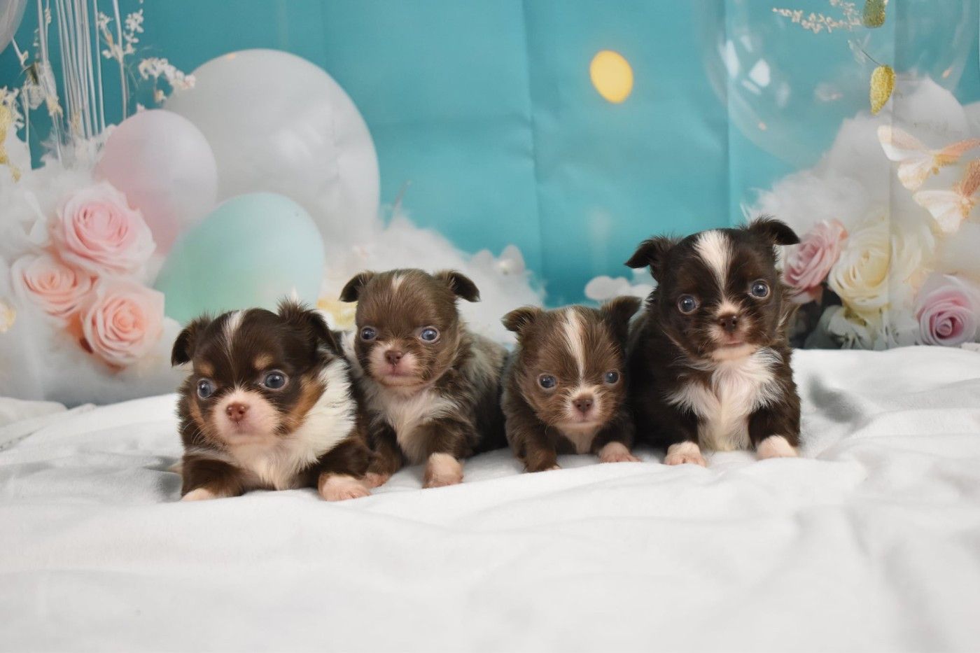 My Fair Chi - Chihuahua - Portée née le 12/01/2026