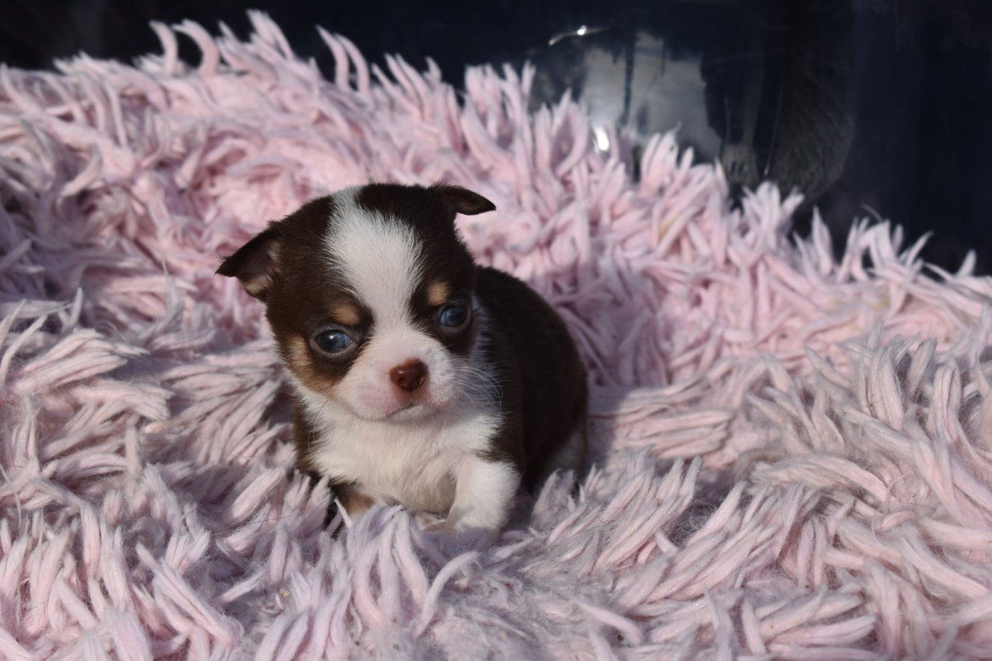 My Fair Chi - Chihuahua - Portée née le 23/01/2026