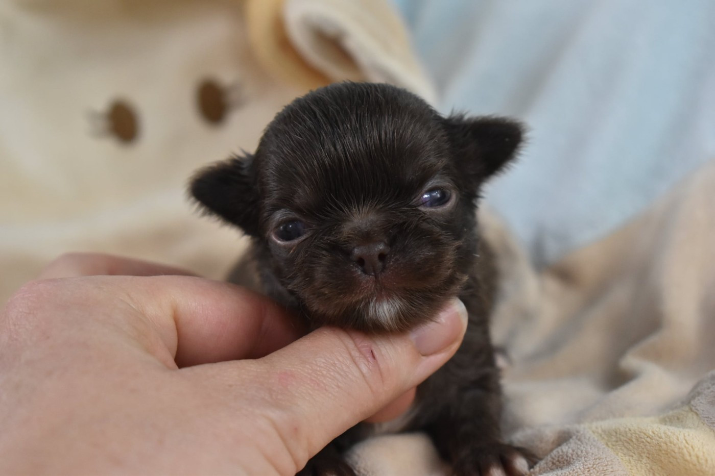 My Fair Chi - Chiots disponibles - Chihuahua