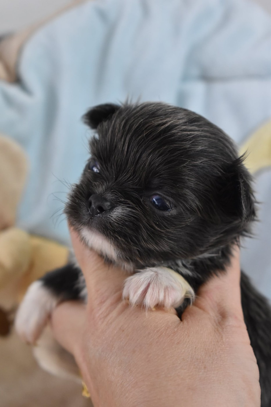 My Fair Chi - Chiots disponibles - Chihuahua