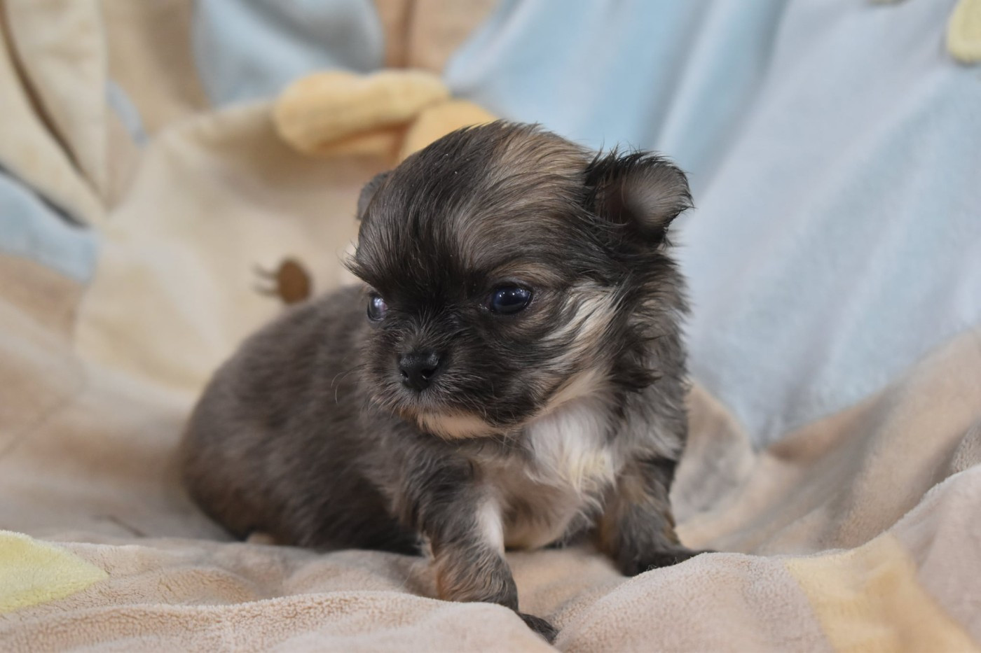 My Fair Chi - Chiots disponibles - Chihuahua