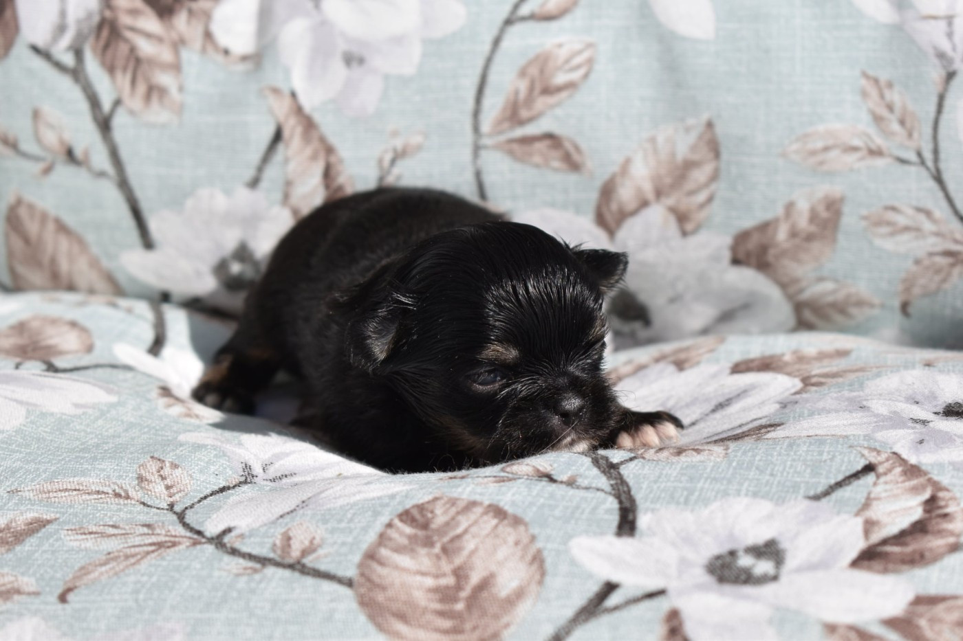 My Fair Chi - Chiots disponibles - Chihuahua