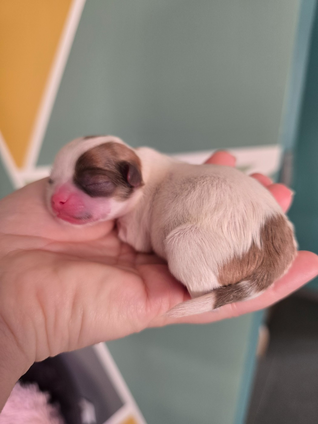 My Fair Chi - Chiots disponibles - Chihuahua