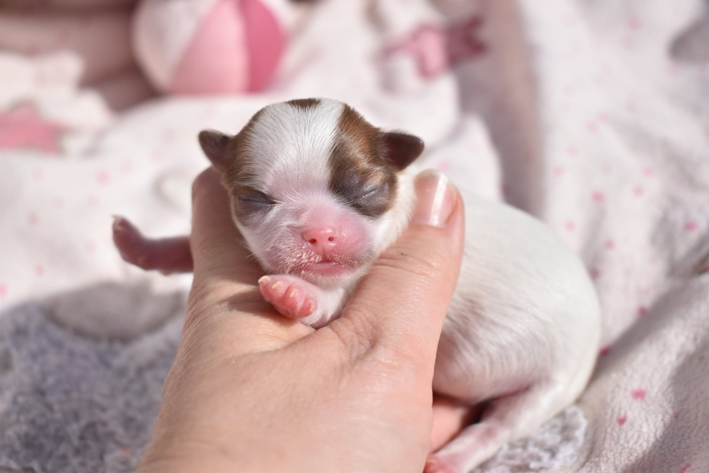 My Fair Chi - Chiots disponibles - Chihuahua