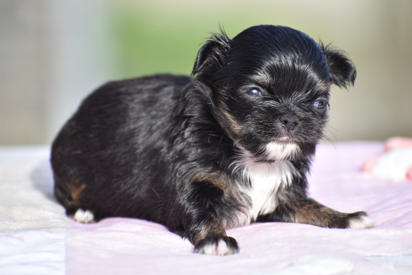 My Fair Chi - Chiots disponibles - Chihuahua