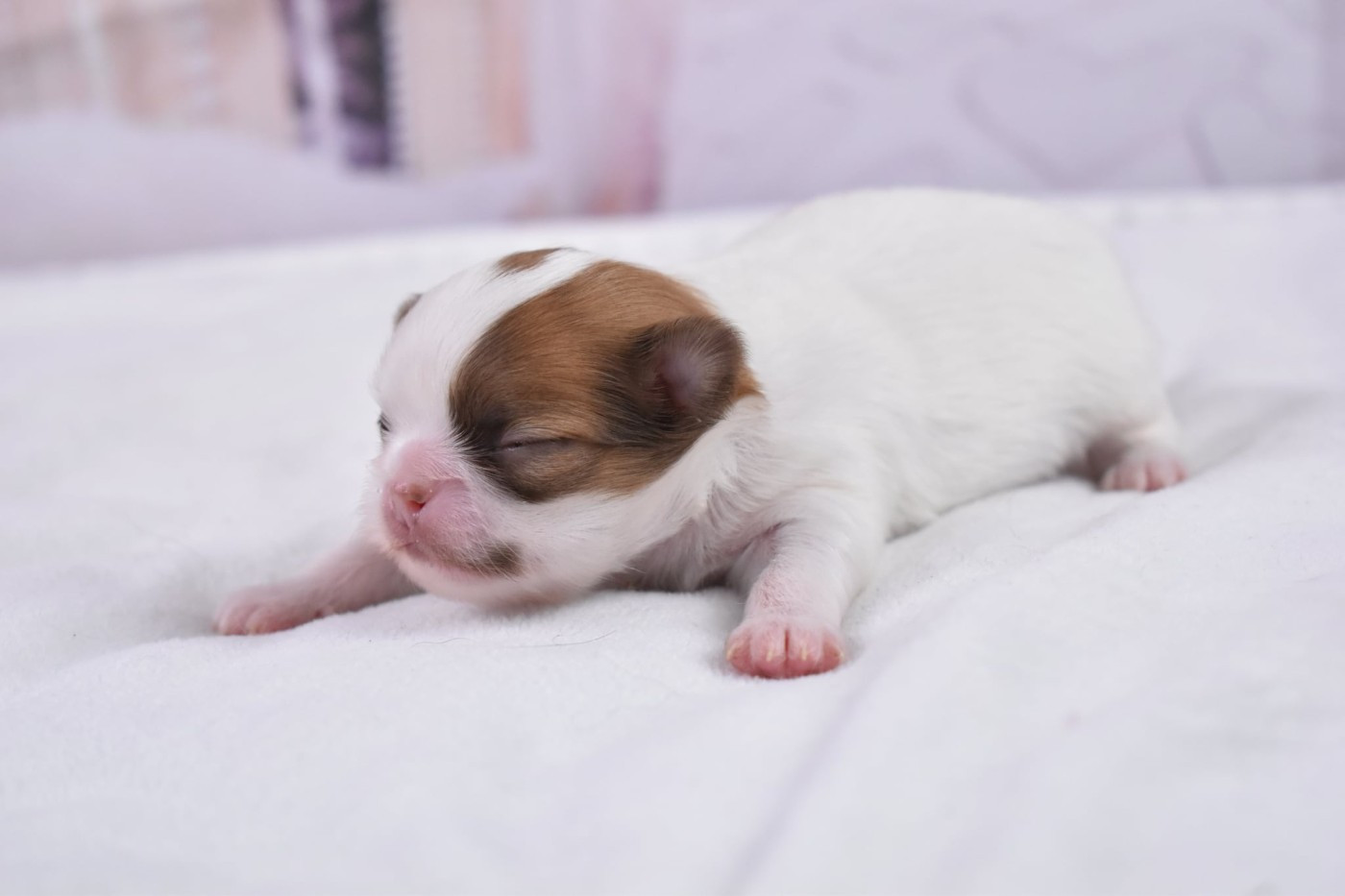 My Fair Chi - Chiots disponibles - Chihuahua