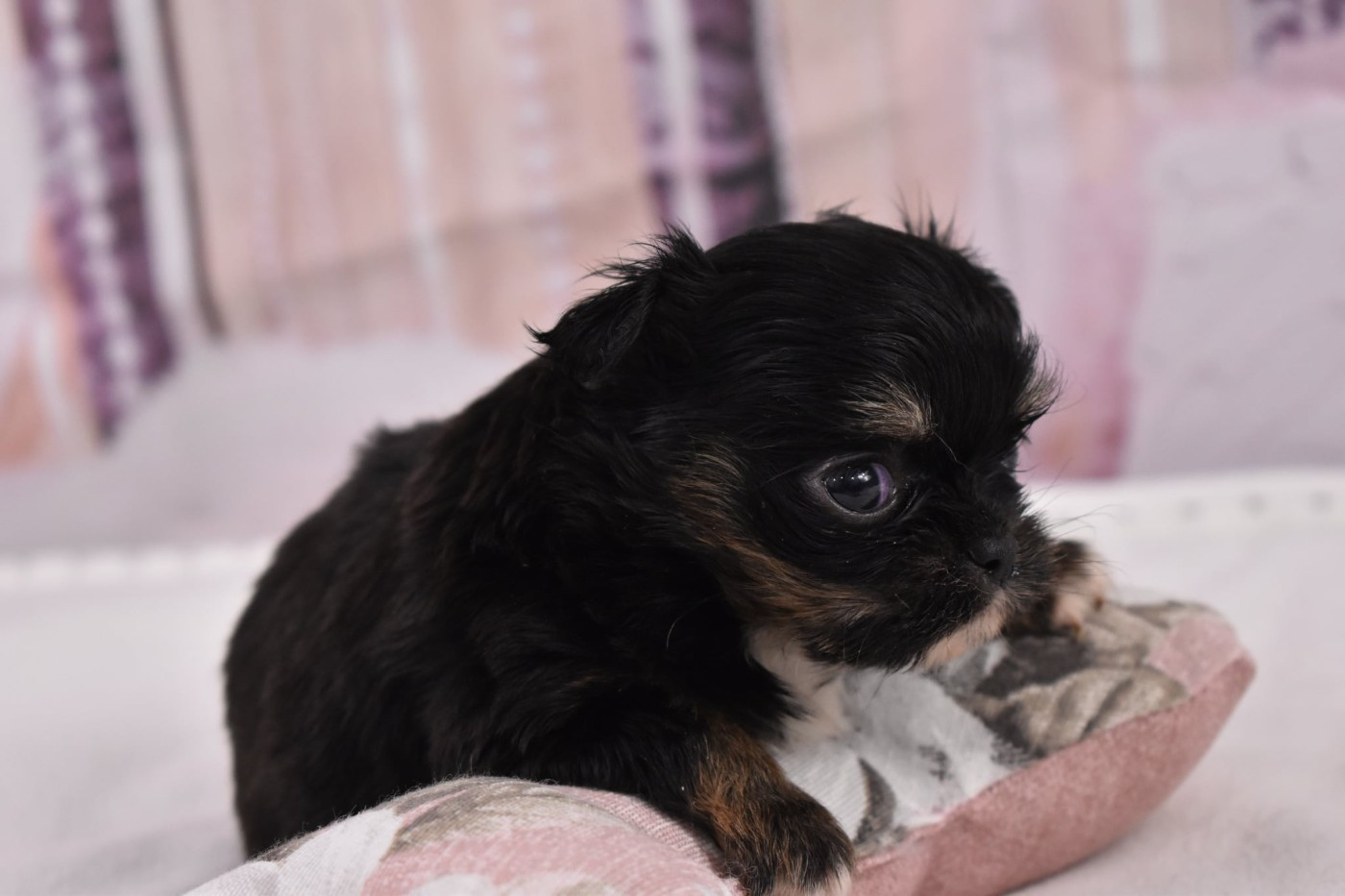 My Fair Chi - Chiots disponibles - Chihuahua