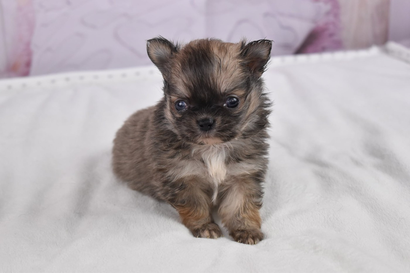 My Fair Chi - Chiots disponibles - Chihuahua