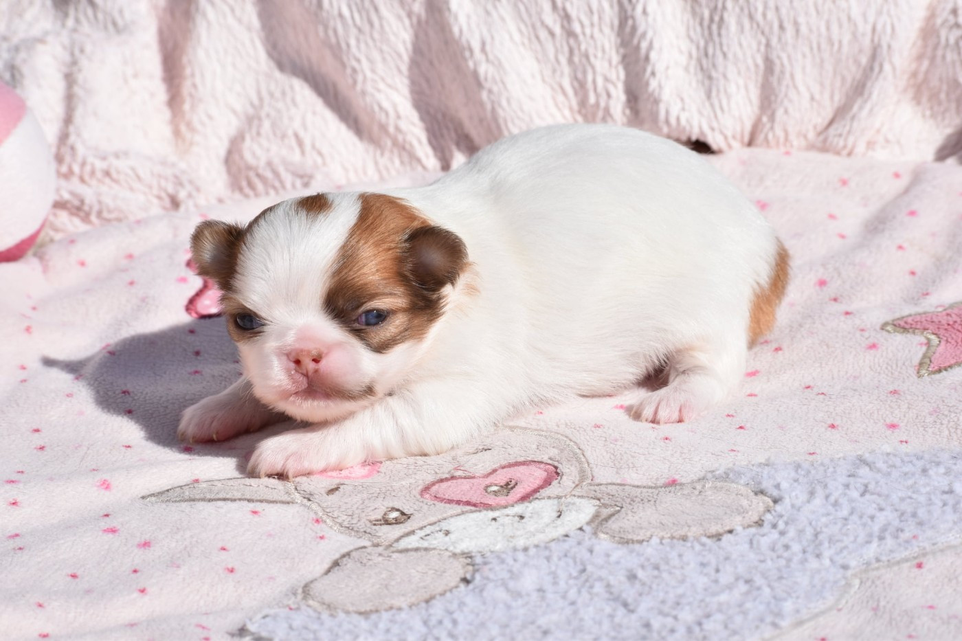 My Fair Chi - Chiots disponibles - Chihuahua