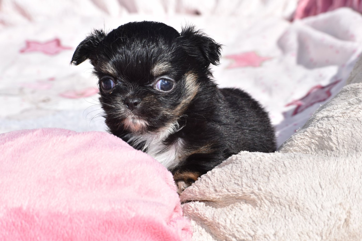 My Fair Chi - Chiots disponibles - Chihuahua