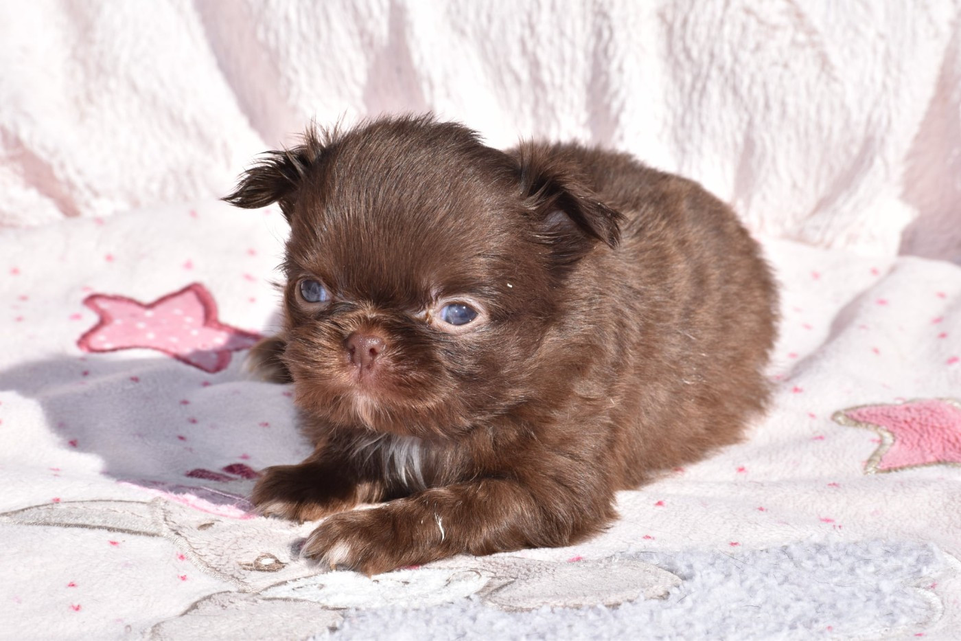 My Fair Chi - Chiots disponibles - Chihuahua