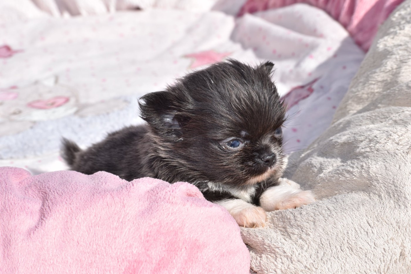 My Fair Chi - Chiots disponibles - Chihuahua