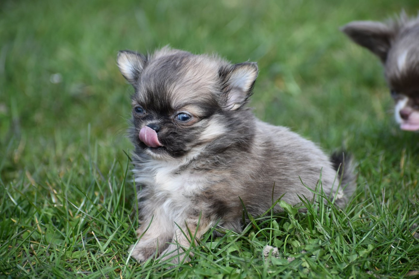 My Fair Chi - Chiots disponibles - Chihuahua