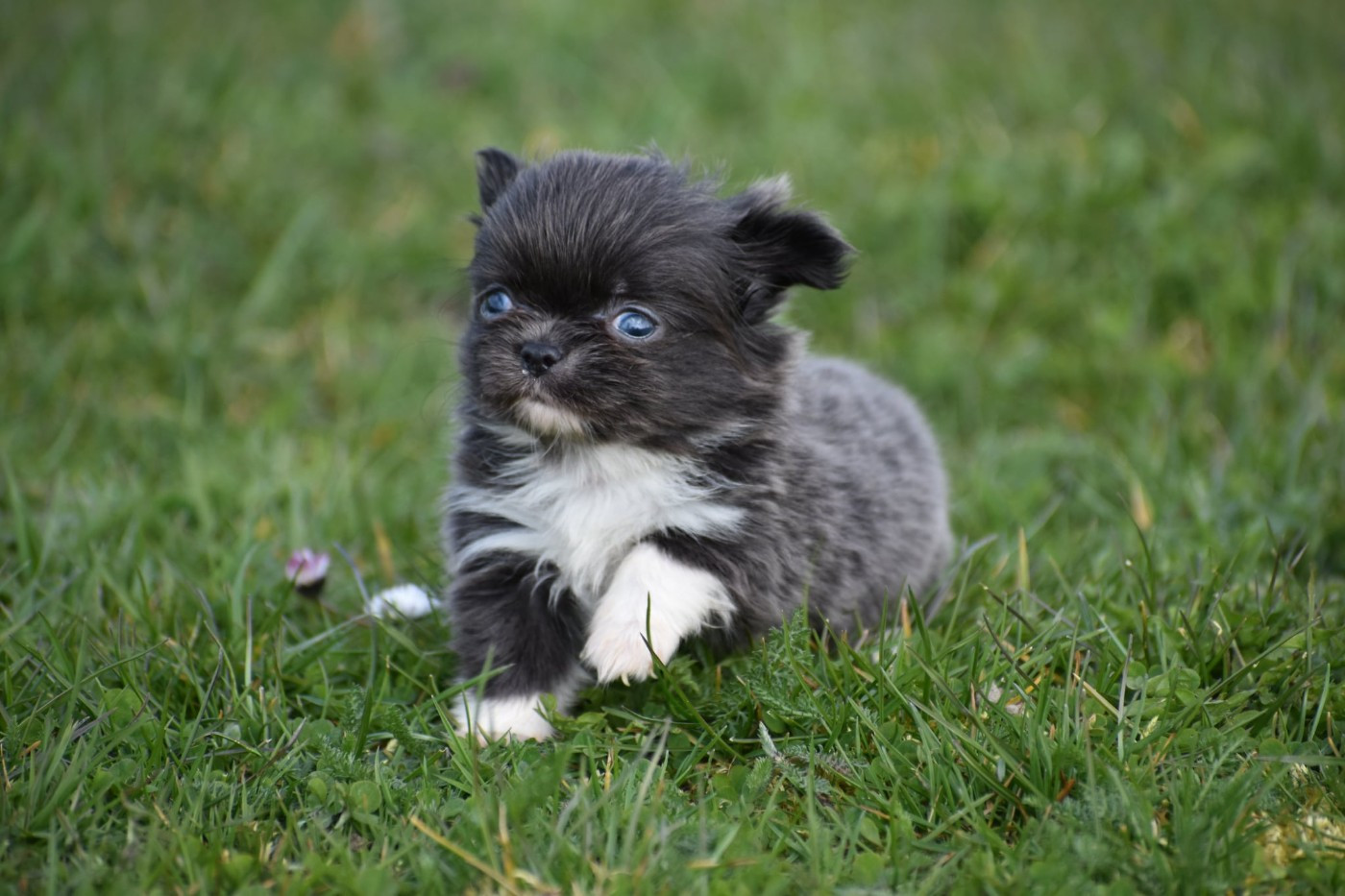 My Fair Chi - Chiots disponibles - Chihuahua