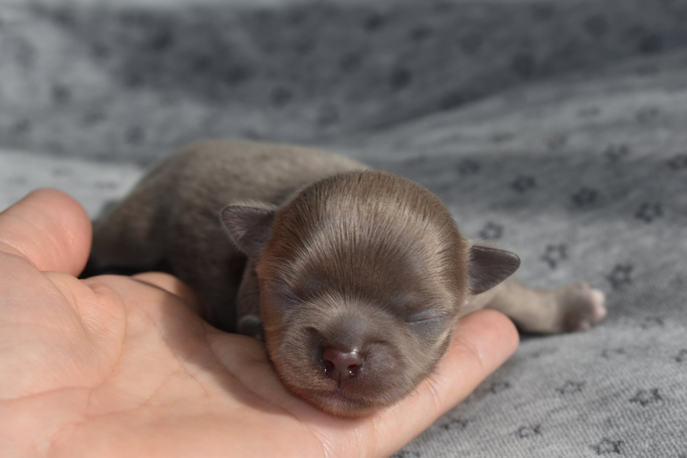 My Fair Chi - Chiots disponibles - Chihuahua