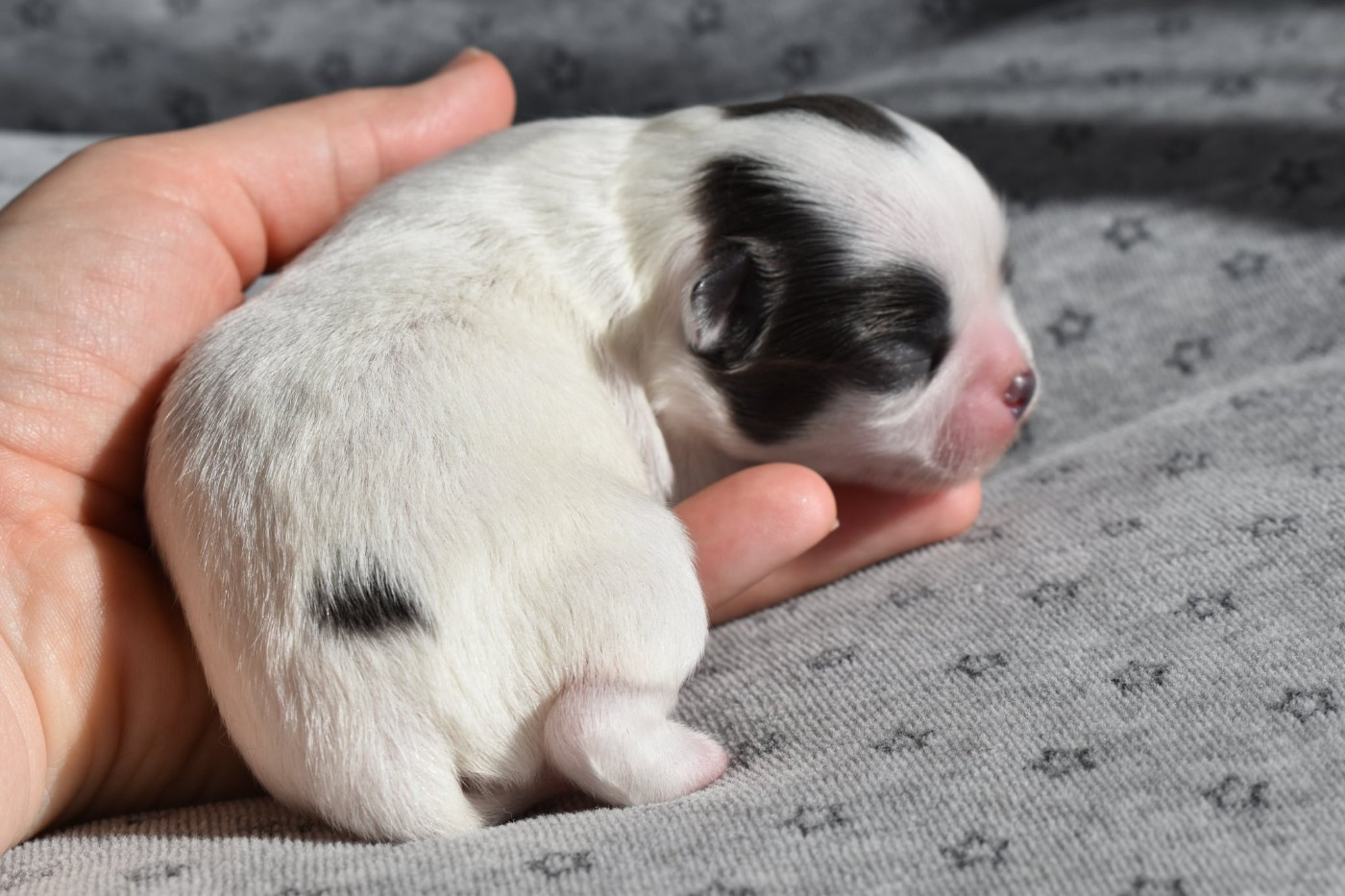 My Fair Chi - Chiots disponibles - Chihuahua