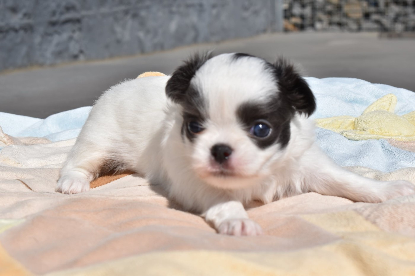 My Fair Chi - Chiots disponibles - Chihuahua