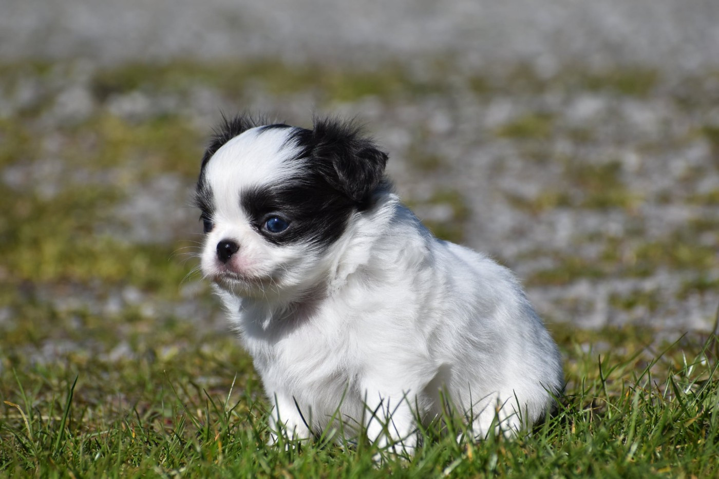 My Fair Chi - Chiots disponibles - Chihuahua