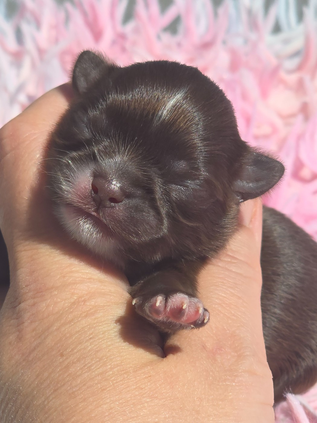 My Fair Chi - Chiots disponibles - Chihuahua