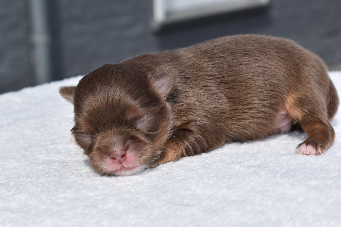 My Fair Chi - Chiots disponibles - Chihuahua