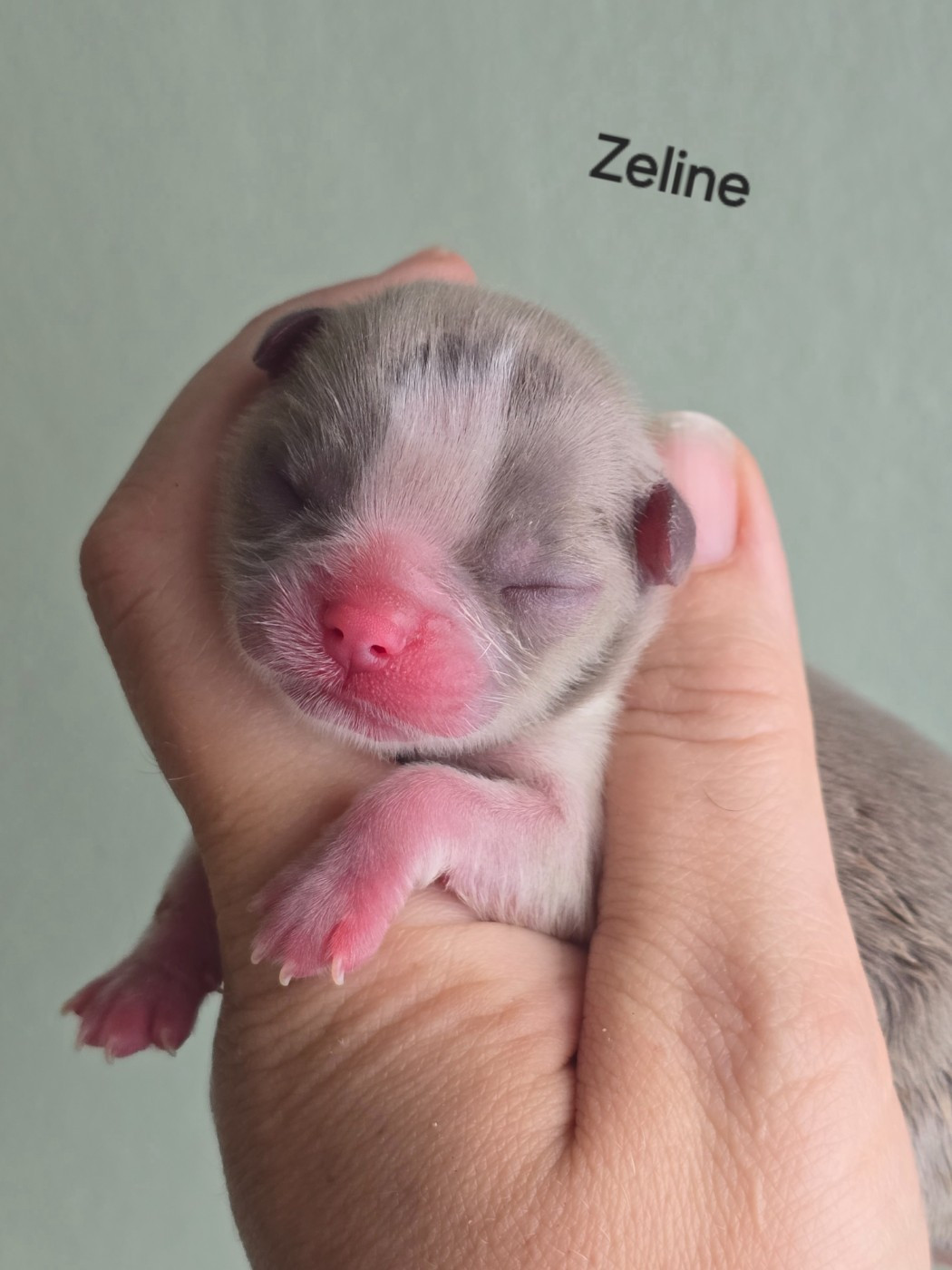 My Fair Chi - Chiots disponibles - Chihuahua