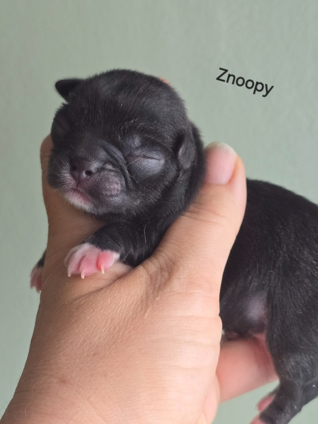 My Fair Chi - Chiots disponibles - Chihuahua
