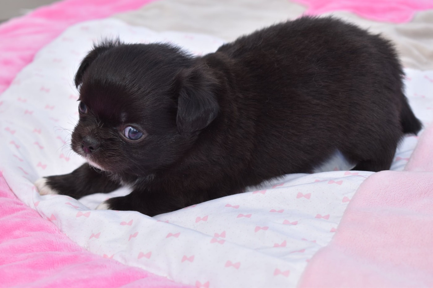 My Fair Chi - Chiots disponibles - Chihuahua