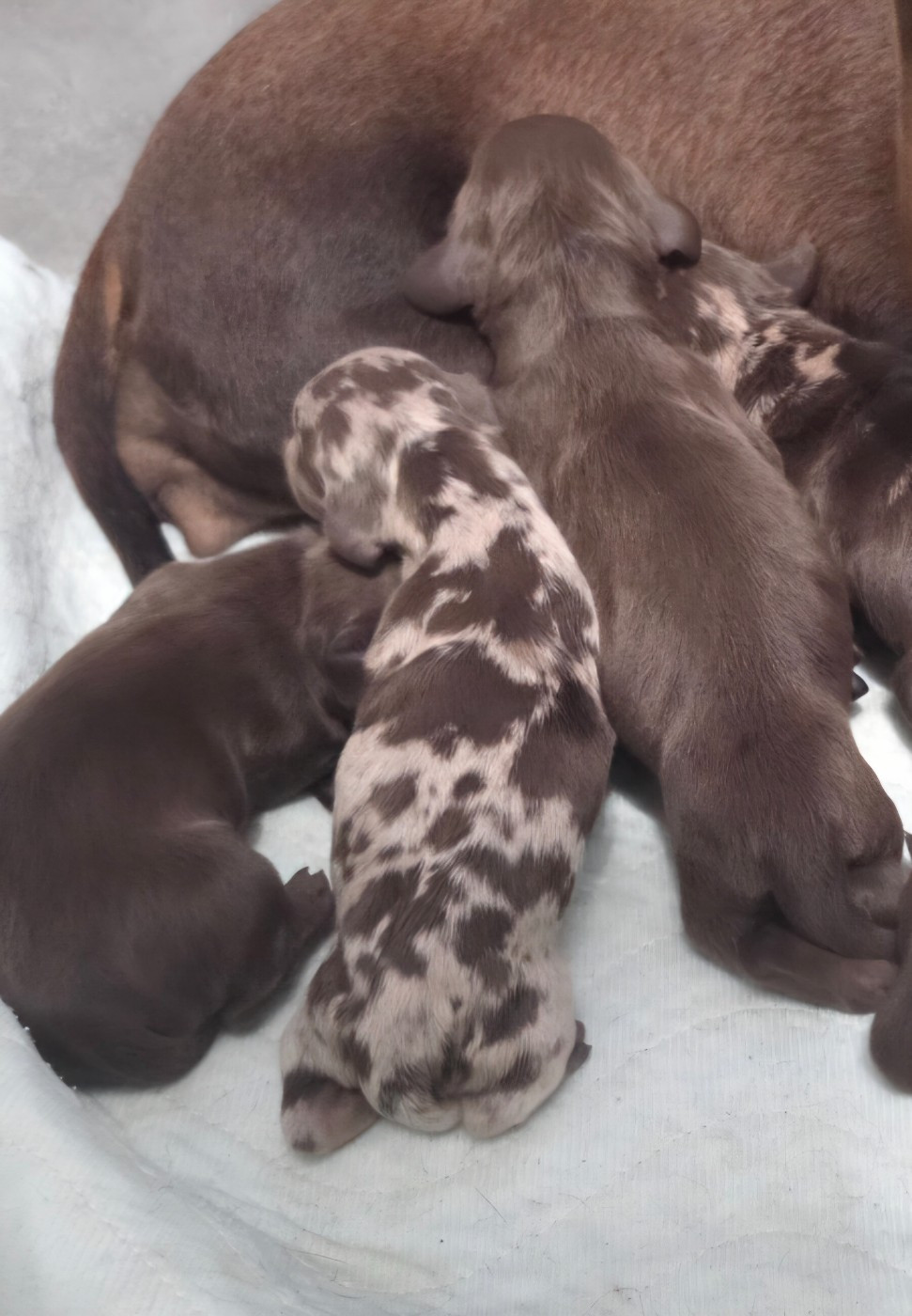 My Fair Chi - Chiots disponibles - Teckel poil ras