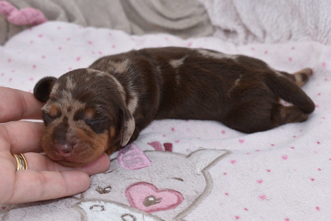 My Fair Chi - Chiots disponibles - Teckel poil ras