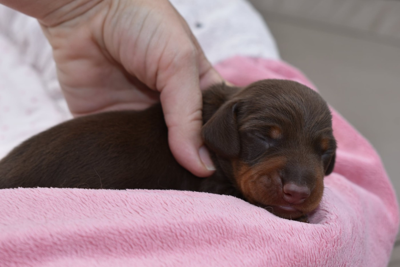 My Fair Chi - Chiots disponibles - Teckel poil ras