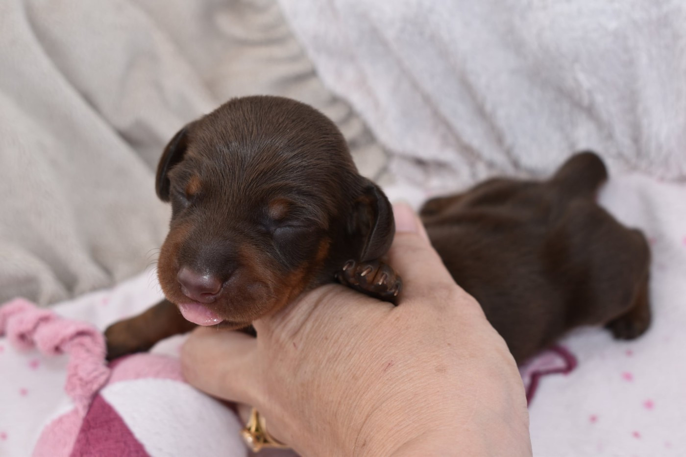 My Fair Chi - Chiots disponibles - Teckel poil ras