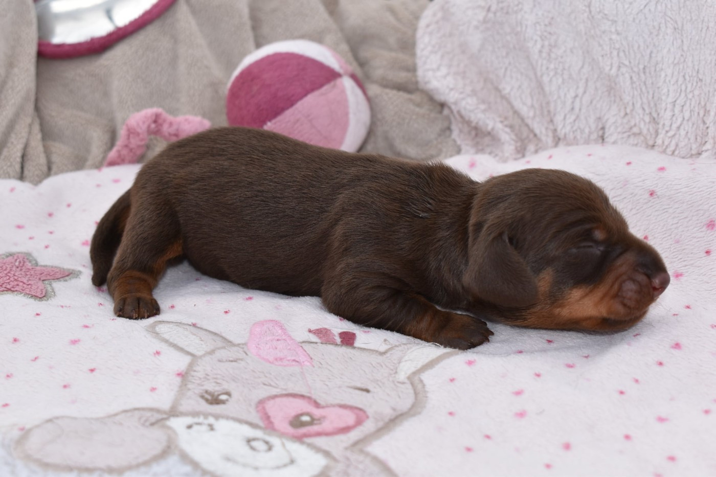 My Fair Chi - Chiots disponibles - Teckel poil ras