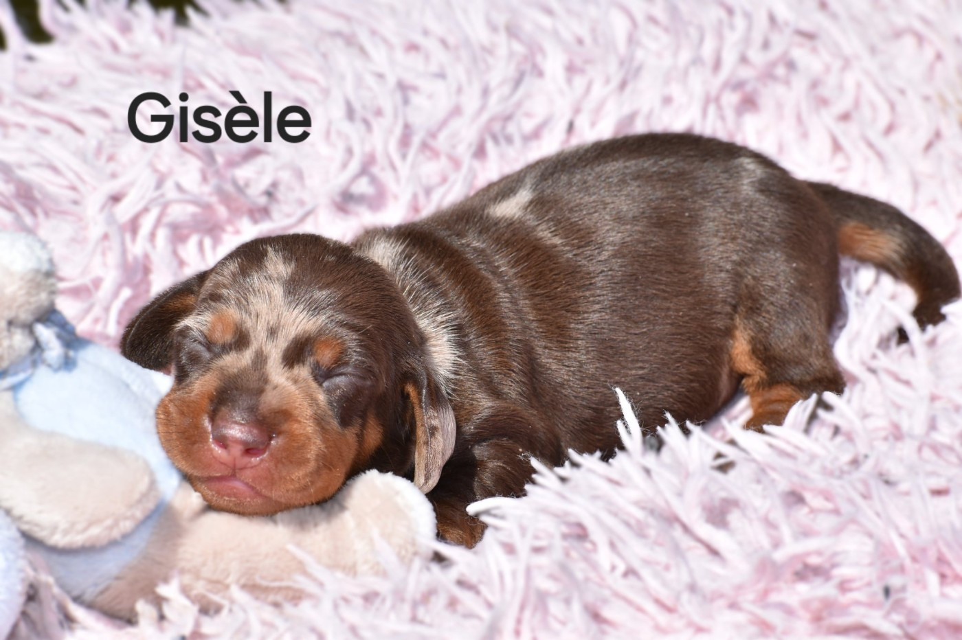 My Fair Chi - Chiots disponibles - Teckel poil ras