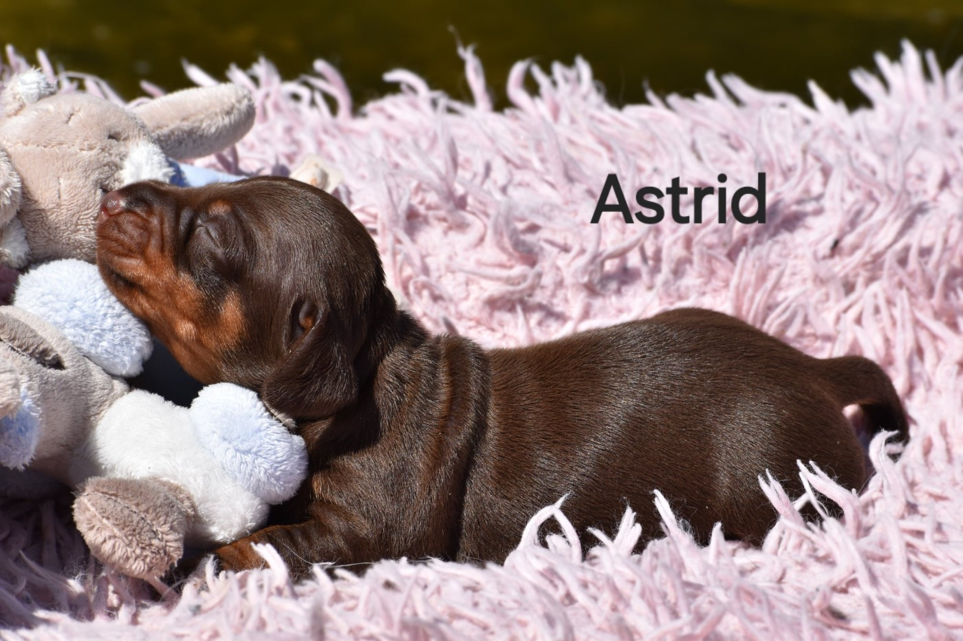 My Fair Chi - Chiots disponibles - Teckel poil ras