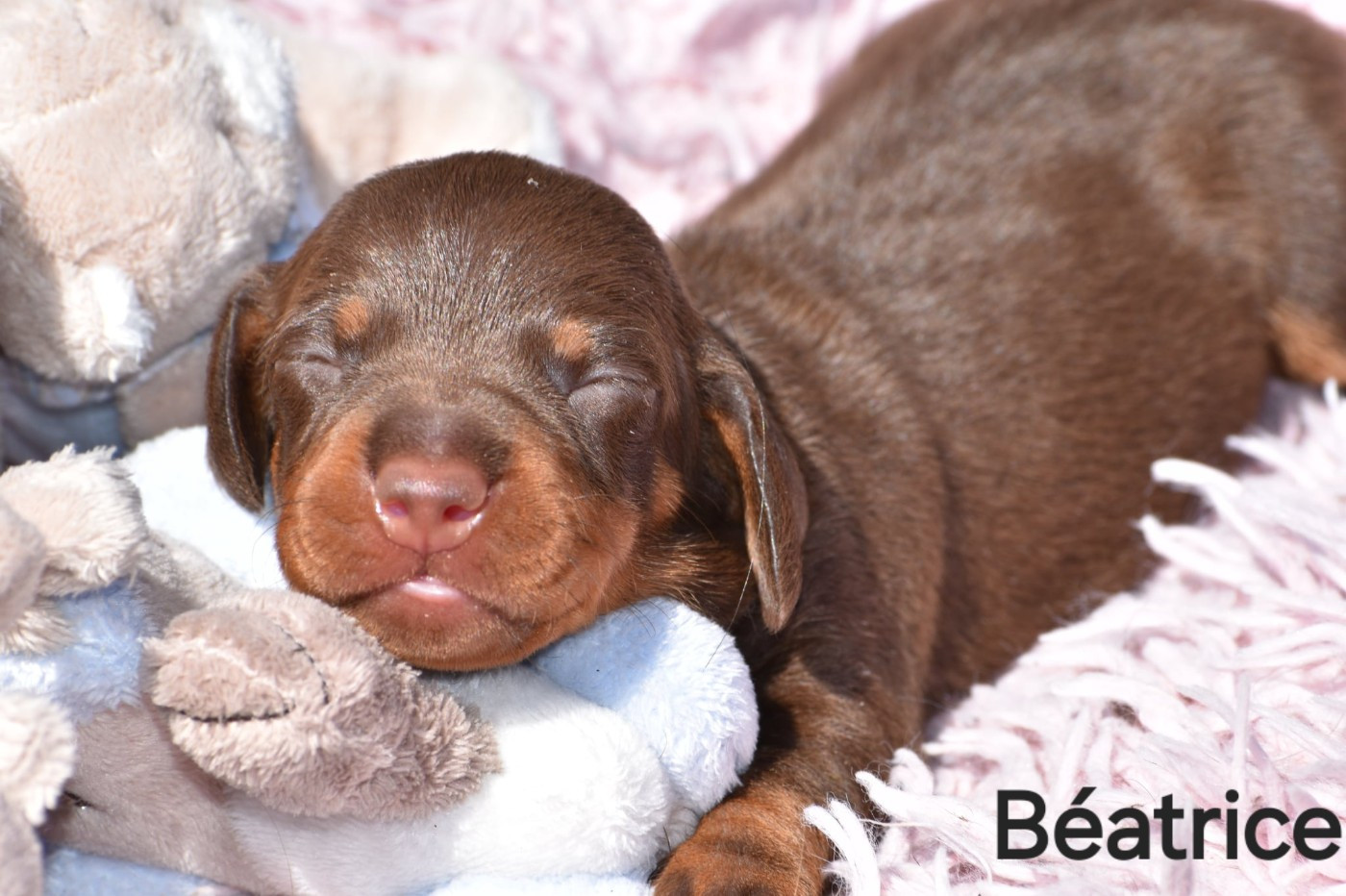 My Fair Chi - Chiots disponibles - Teckel poil ras